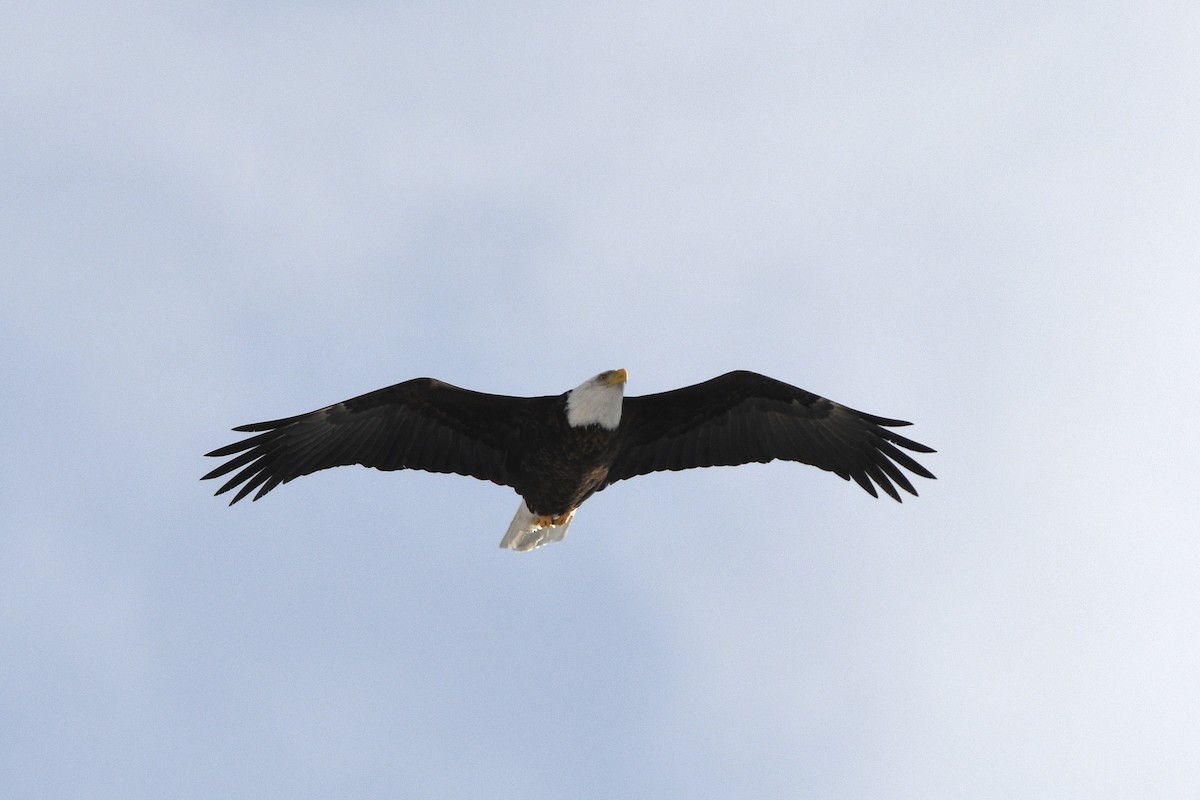 Weißkopf-Seeadler - ML649392600