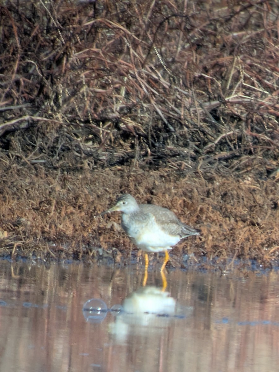 Grand Chevalier - ML649393130