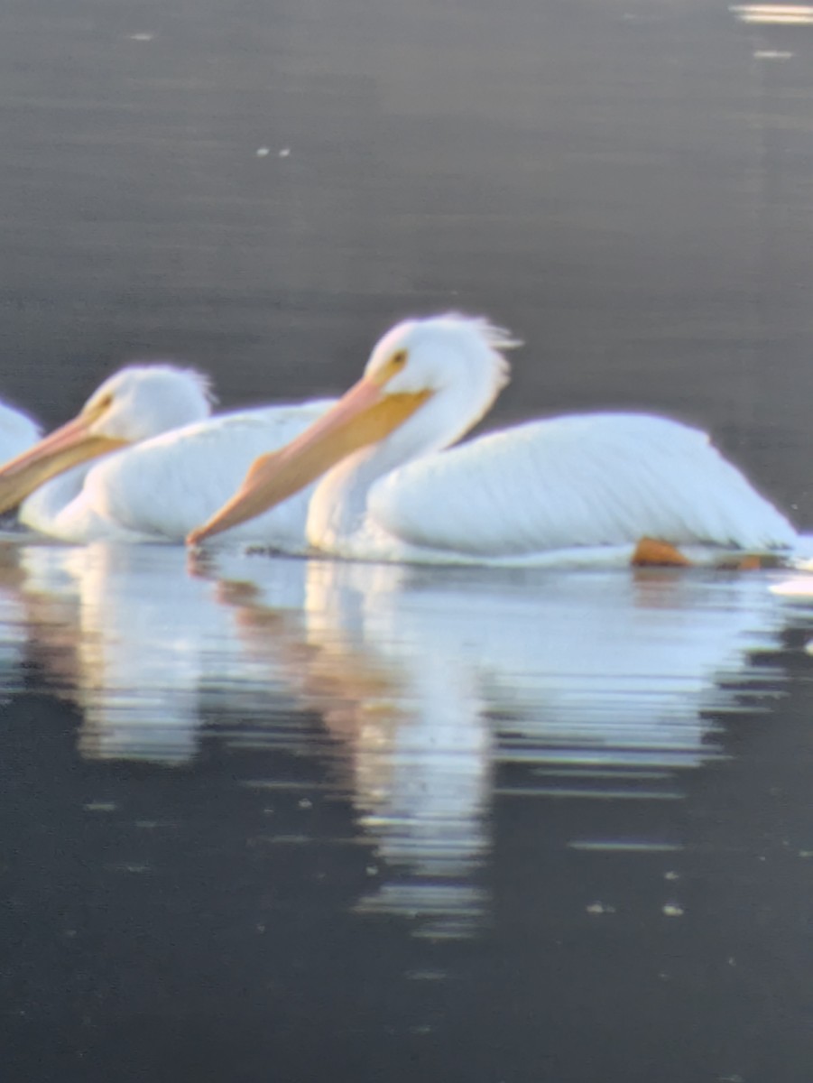 Pélican d'Amérique - ML649393139