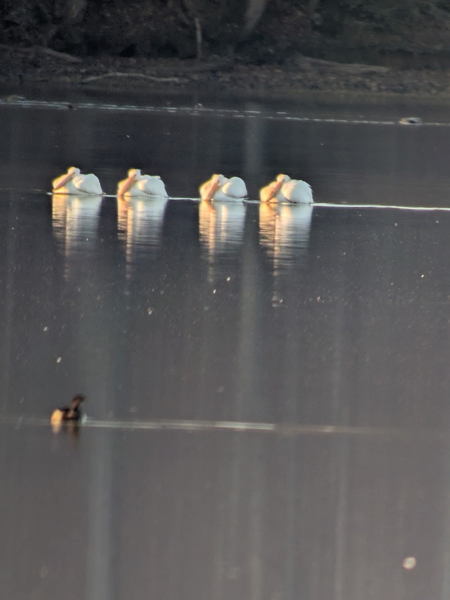 Pélican d'Amérique - ML649393148