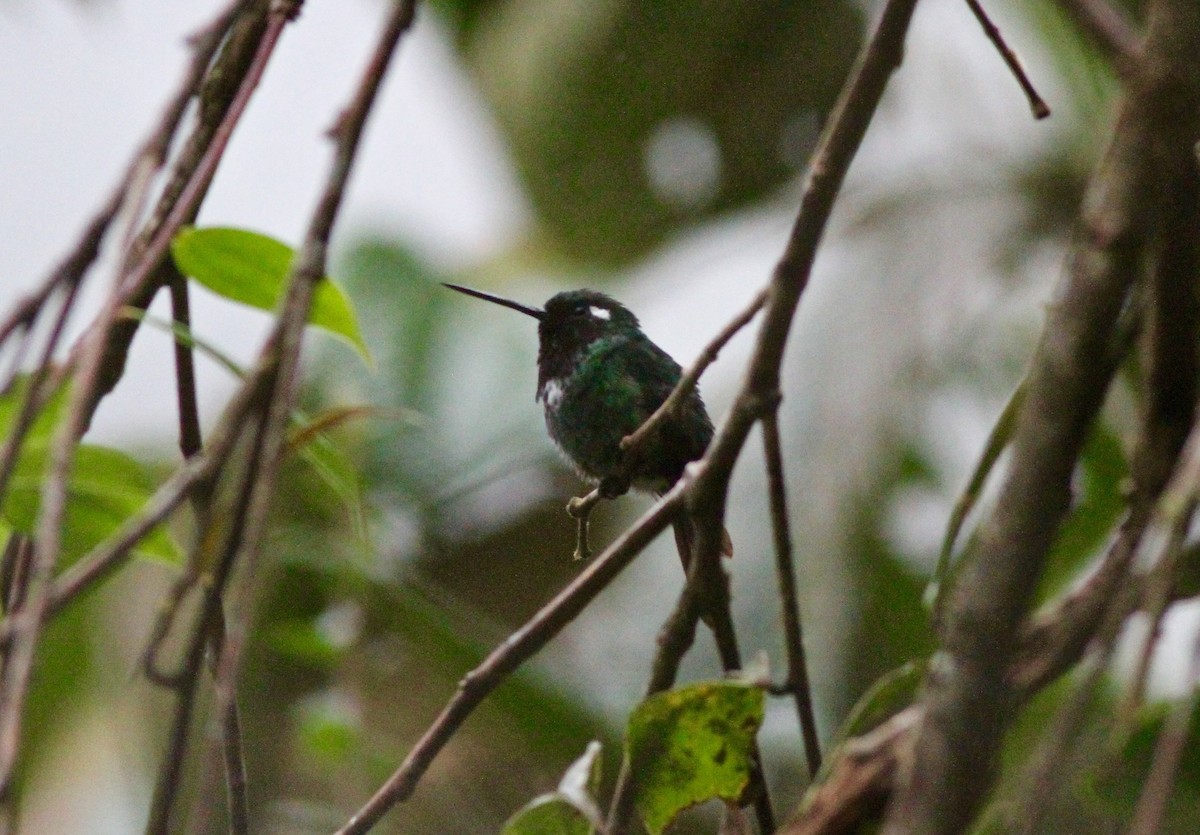 Colibrí Puntiblanco Occidental - ML64939351