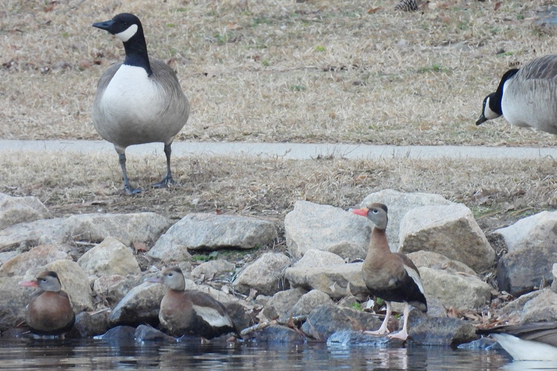 Black-bellied Whistling-Duck - ML649393557
