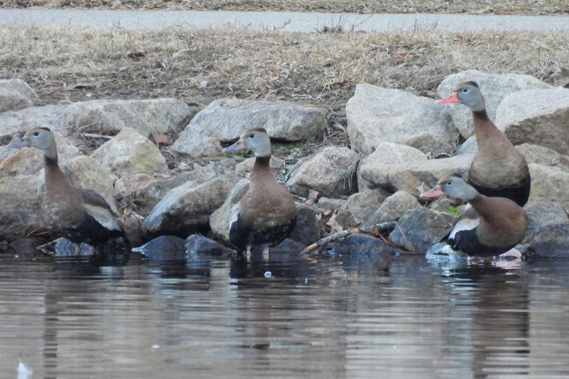 Black-bellied Whistling-Duck - ML649393563