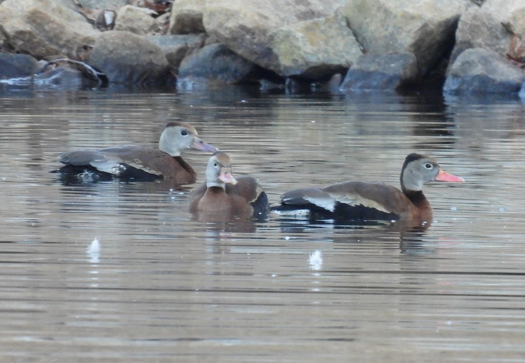 Black-bellied Whistling-Duck - ML649393568