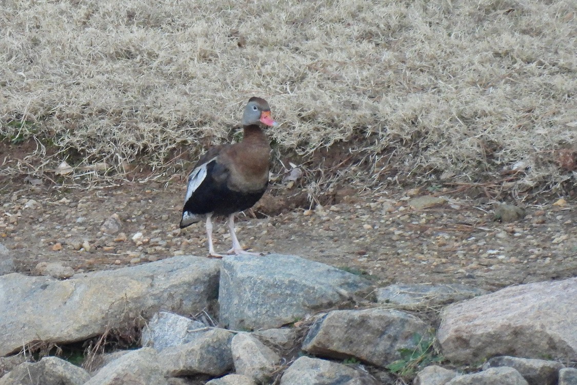Black-bellied Whistling-Duck - ML649393577