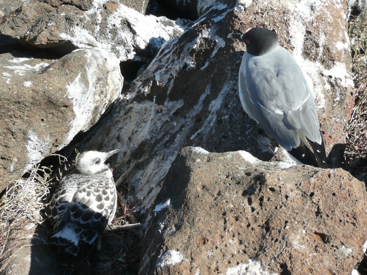 Swallow-tailed Gull - Carlos Davies