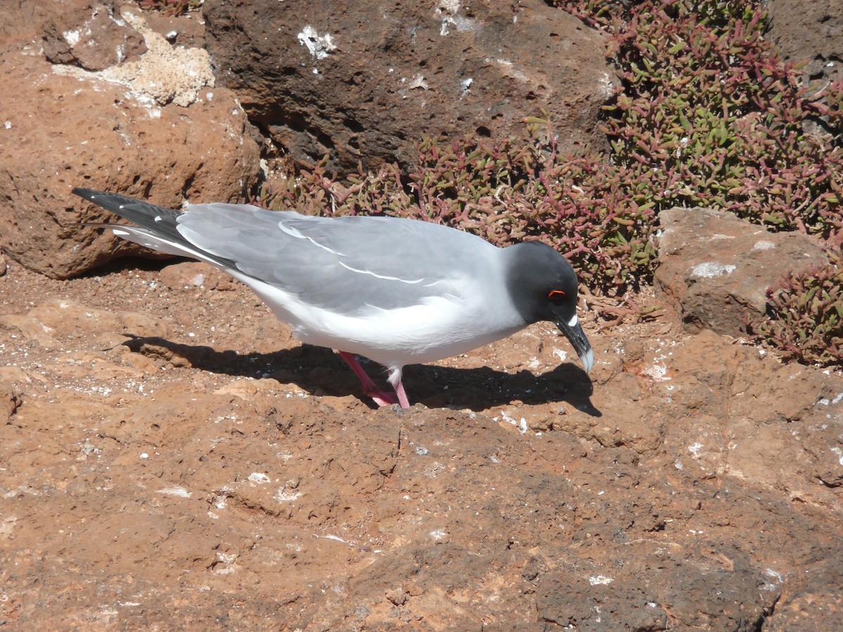 Swallow-tailed Gull - Carlos Davies