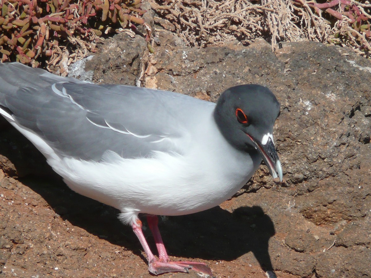 Swallow-tailed Gull - Carlos Davies