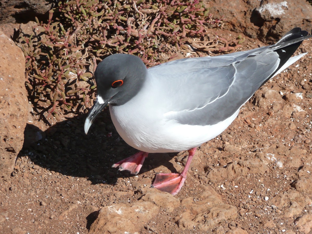 Swallow-tailed Gull - ML649393652