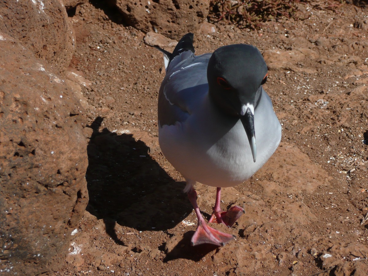 Swallow-tailed Gull - ML649393653