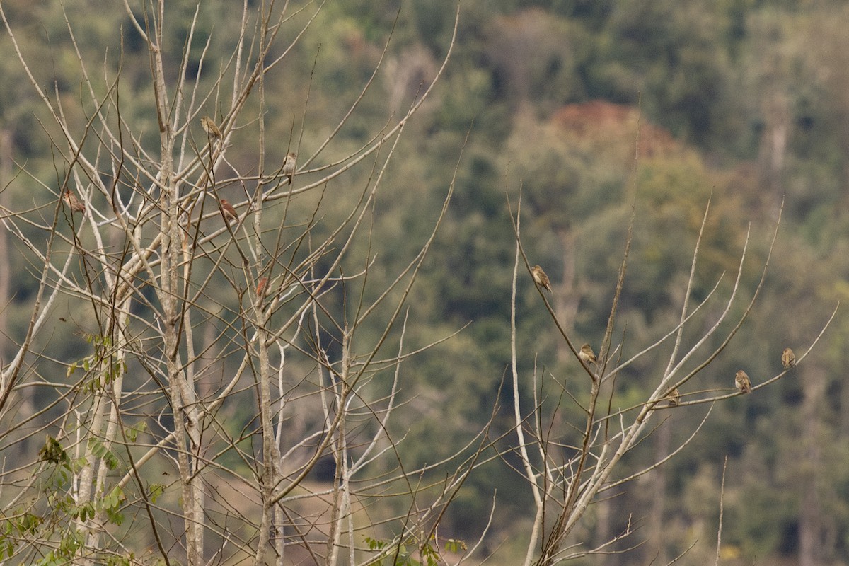 hýl rudý - ML649393679