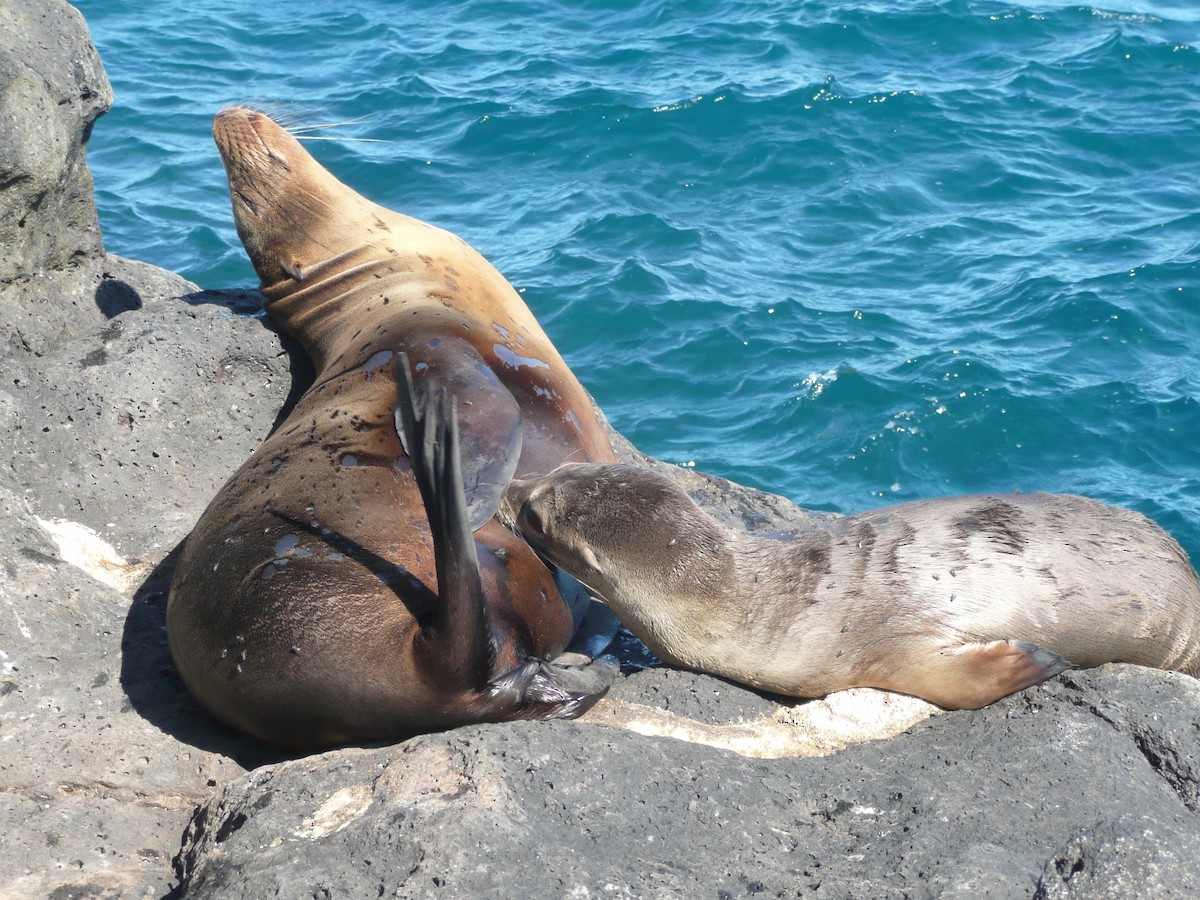 Animals - Carlos Davies