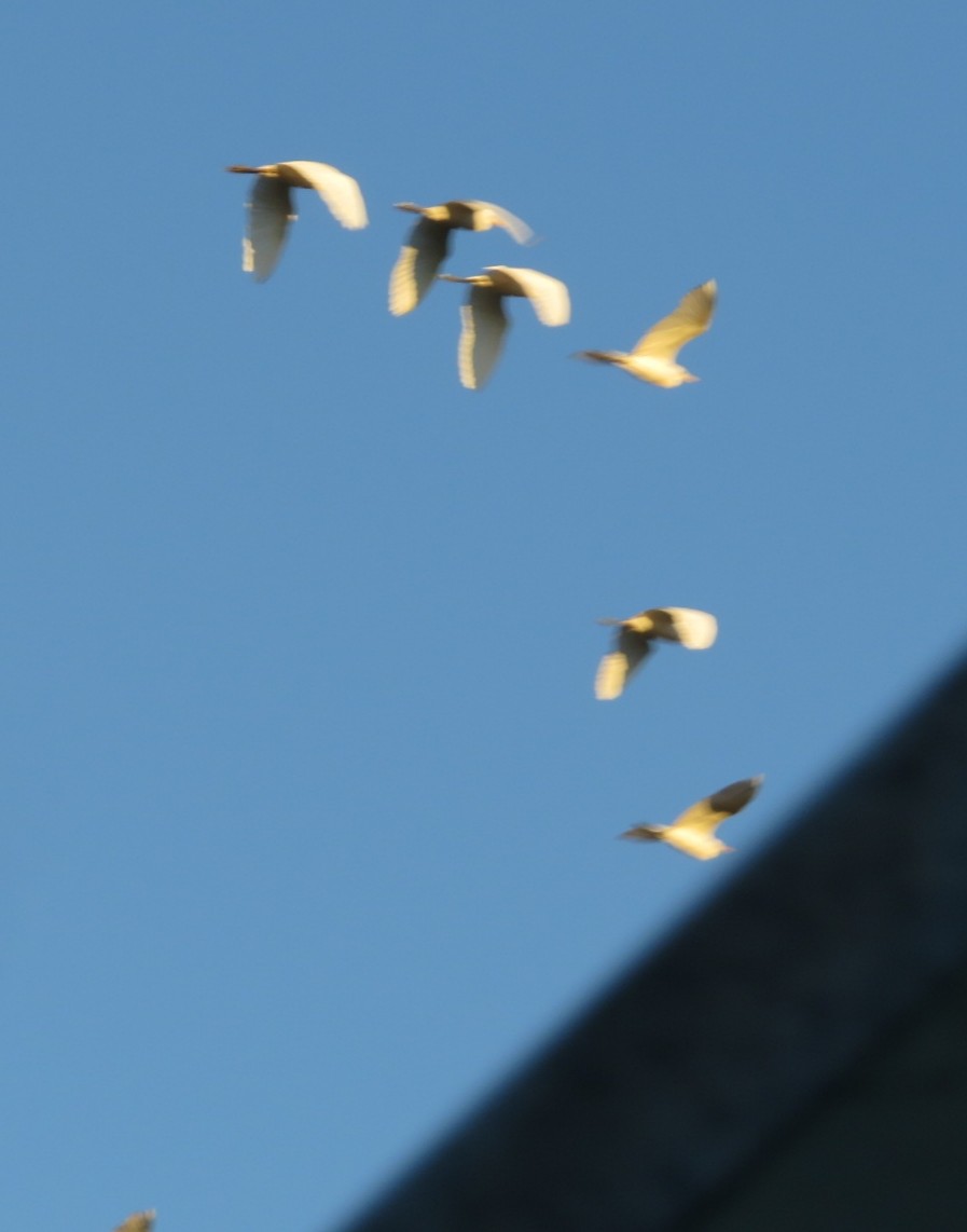 Египетская цапля - ML649393725