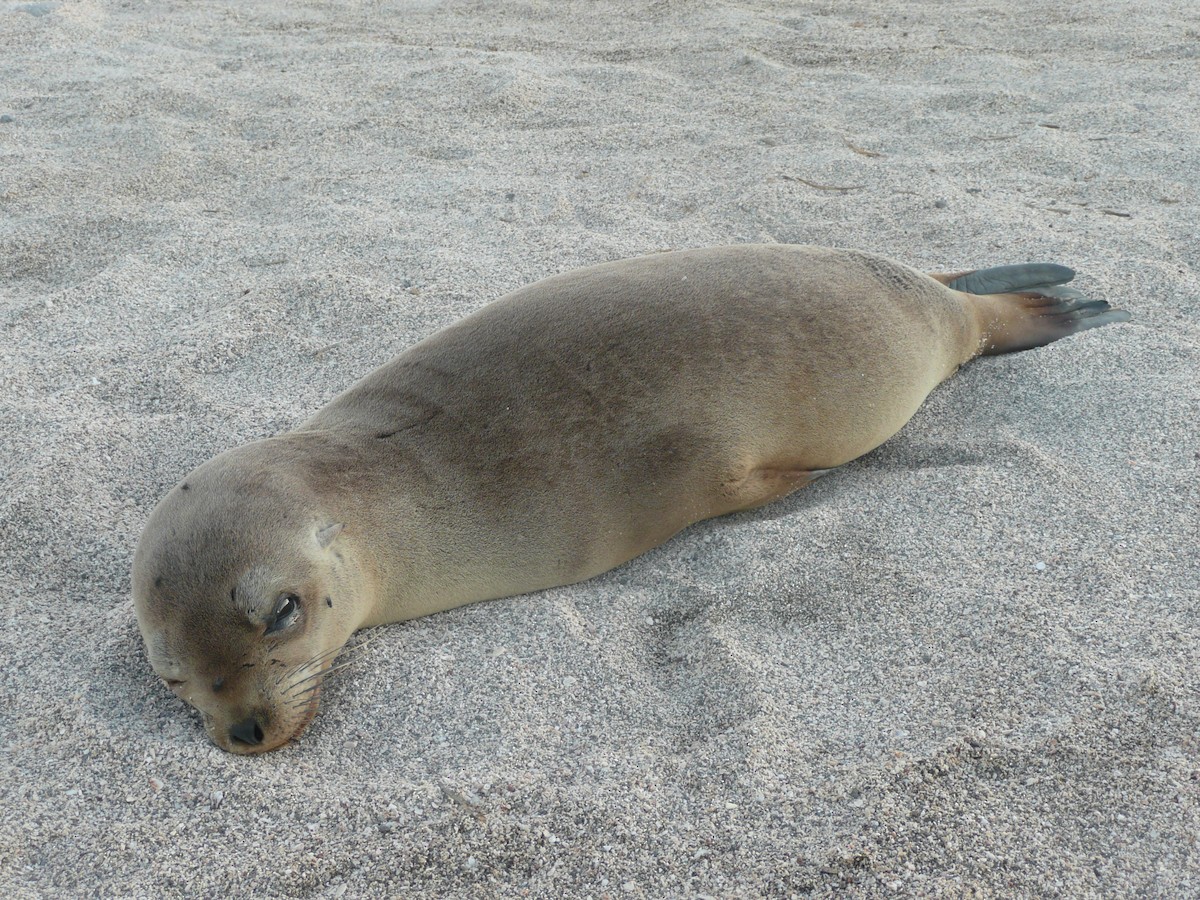 Animals - ML649393739