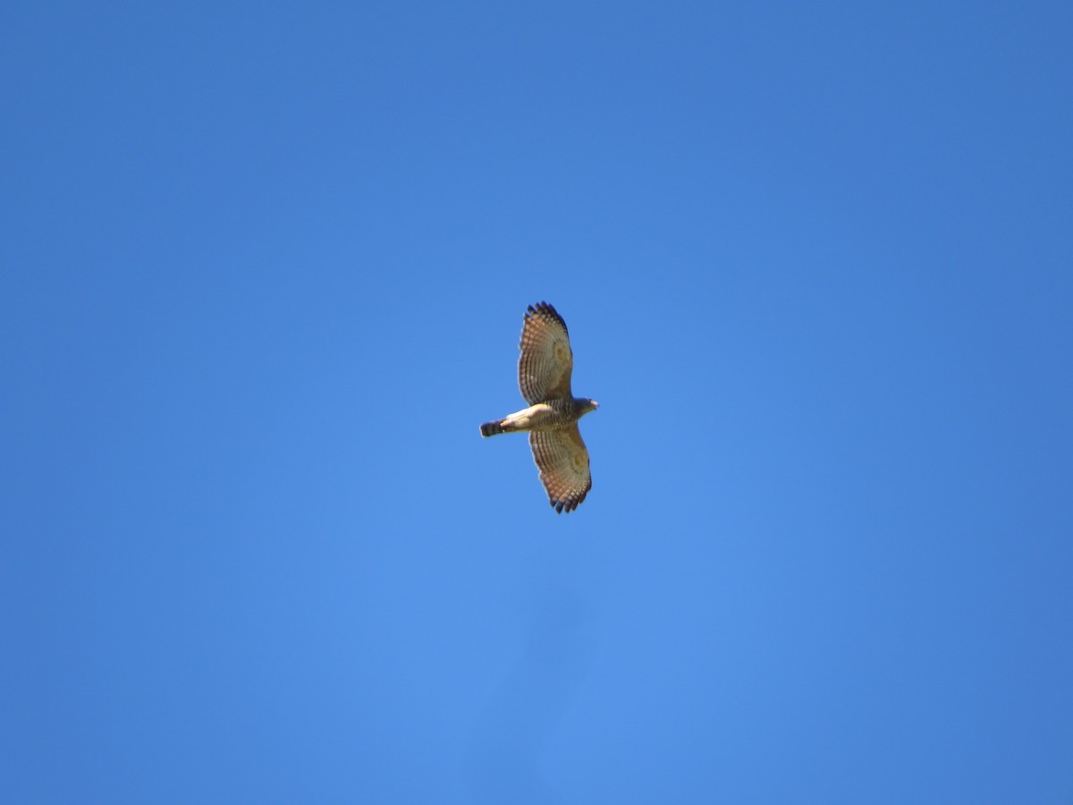 Дорожный канюк - ML649393742