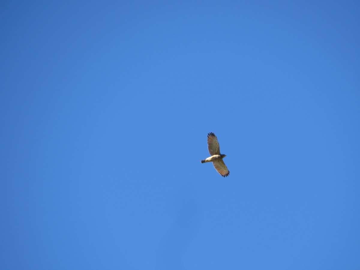 Дорожный канюк - ML649393743