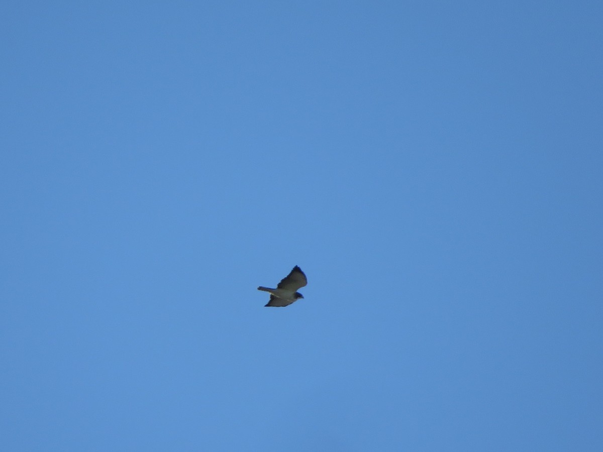 Короткохвостый канюк - ML649393757