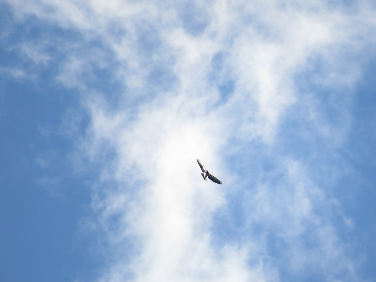 Короткохвостый канюк - ML649393758