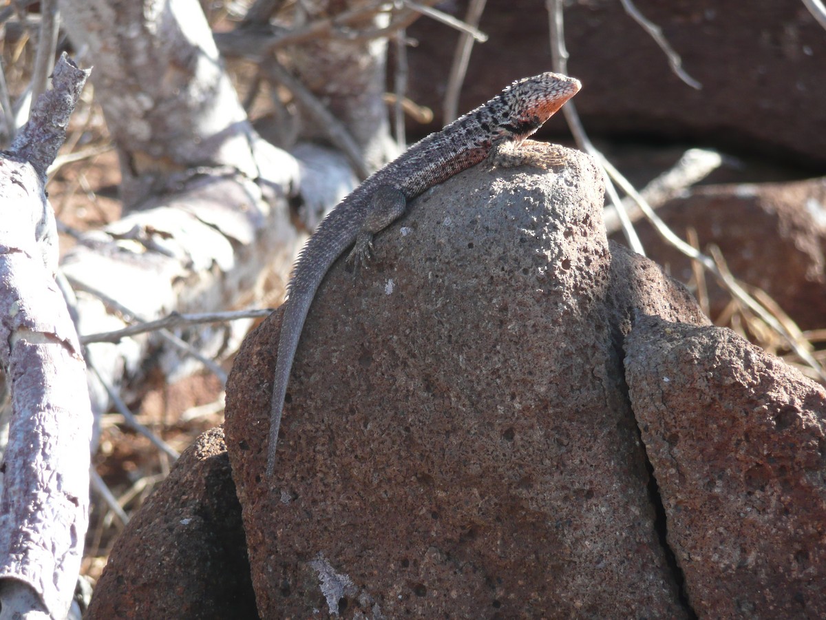 Santa Cruz Lava Lizard - ML649393767