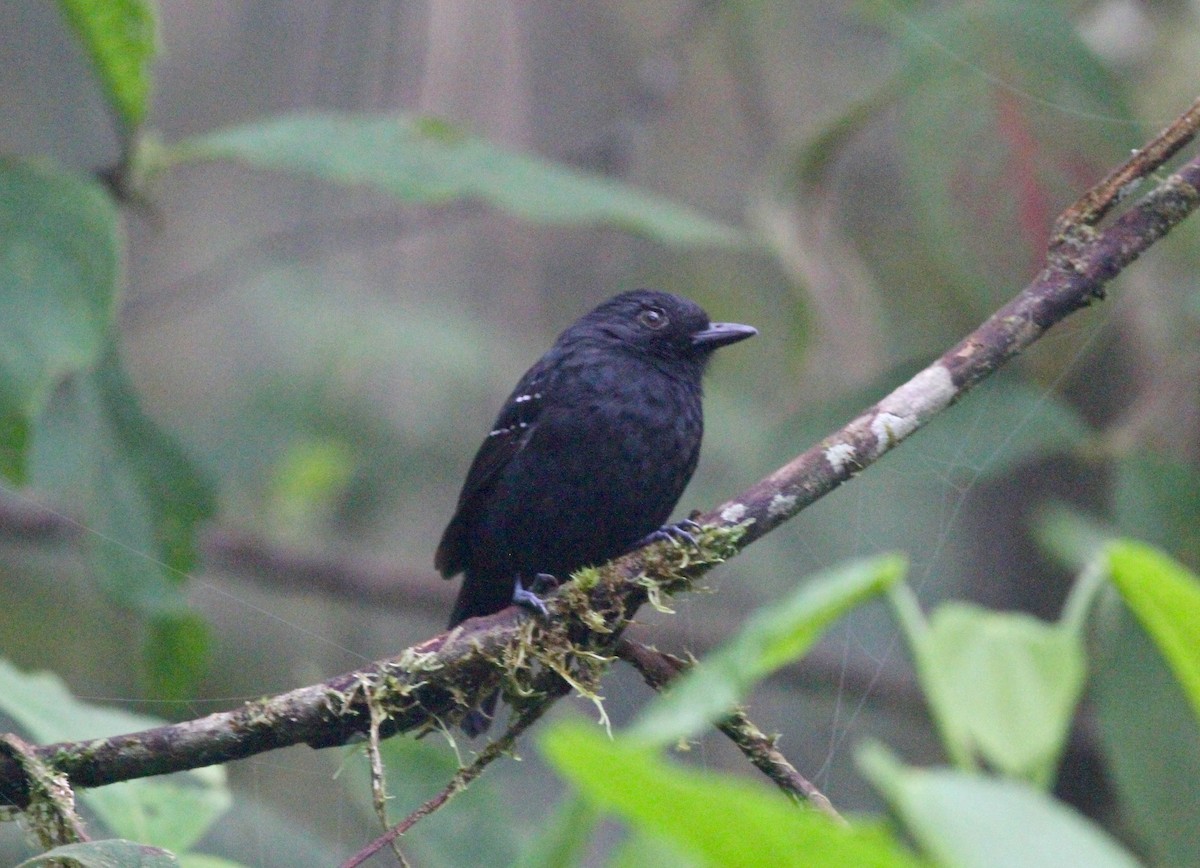 Bicolored Antvireo - Anthony Collerton