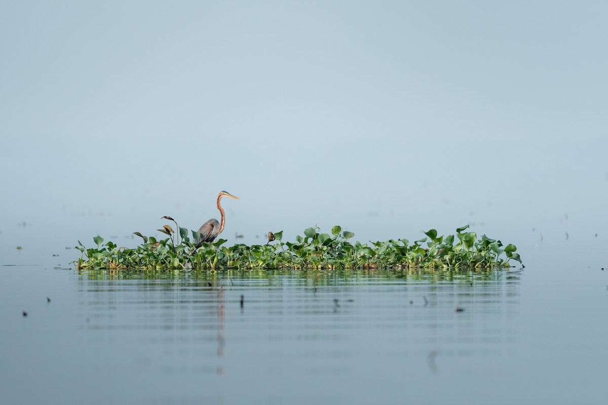 Purpurreiher - ML649393930