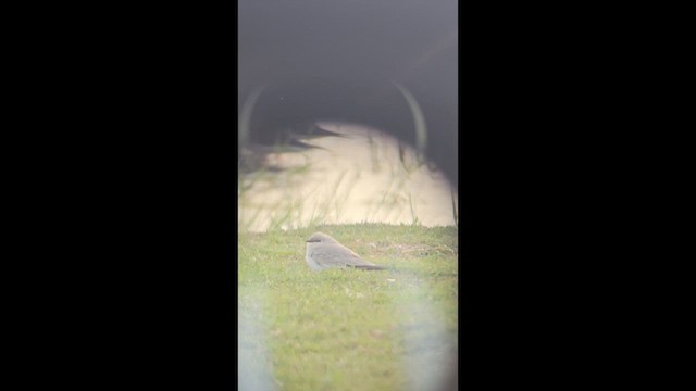 שדמית קטנה - ML649394072