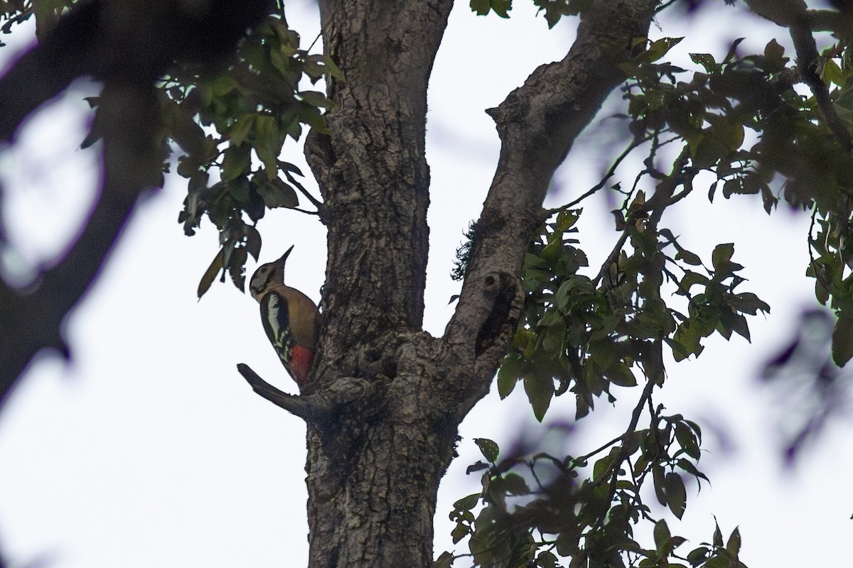 strakapoud pradéšský - ML649394197