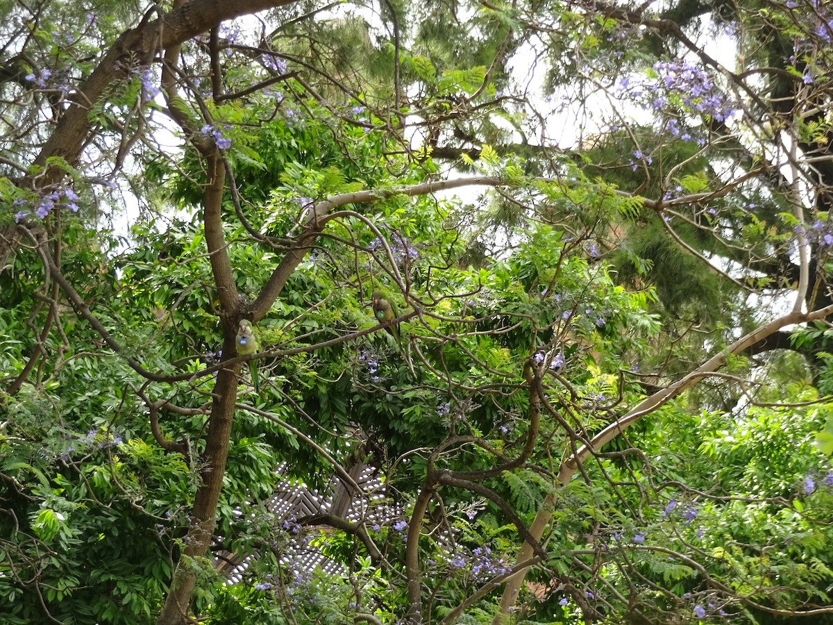 Monk Parakeet - ML649394266