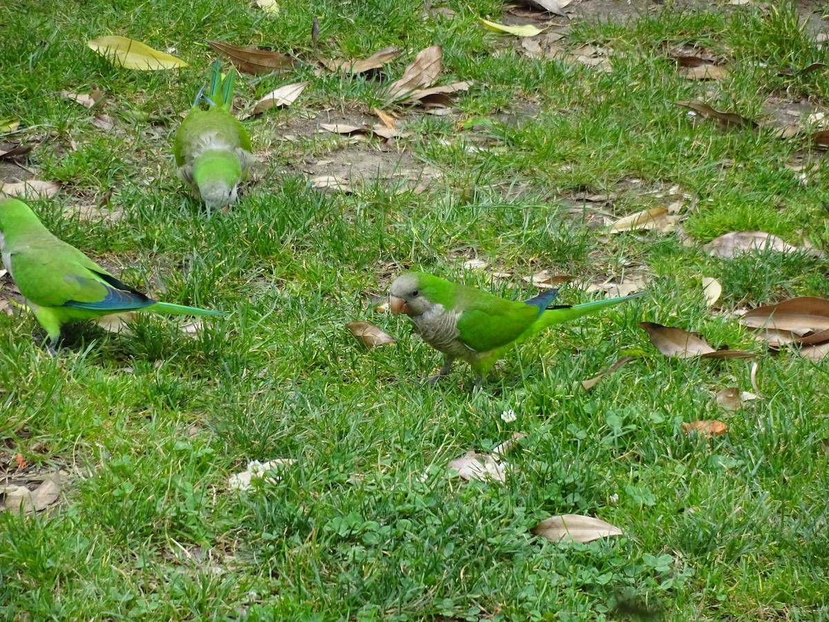 Monk Parakeet - ML649394267
