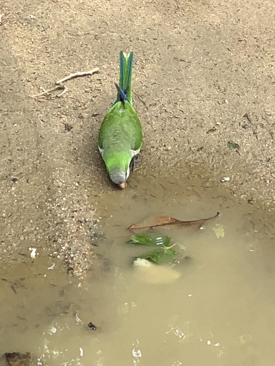 Monk Parakeet - ML649394345