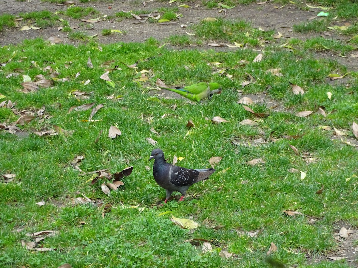 Rock Pigeon (Feral Pigeon) - ML649394391