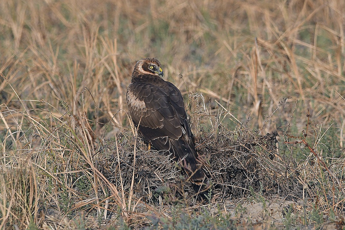 Albanella pallida - ML649394564