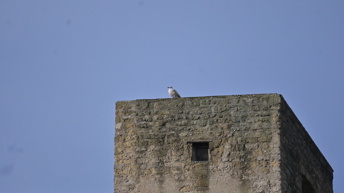 カモメ亜科 - ML649394646