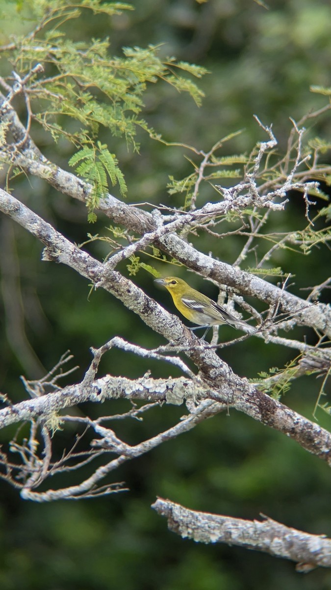 ויראו צהוב-גרון - ML649394921