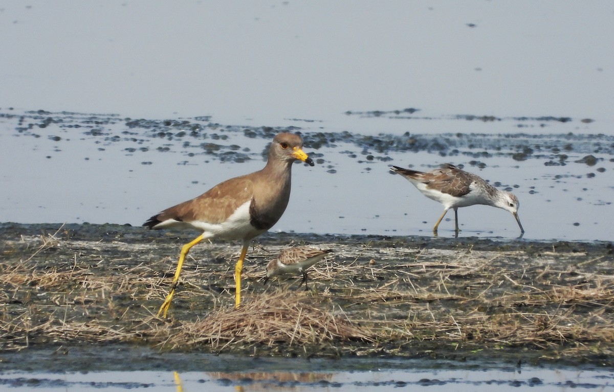Hegabera burugrisa - ML649395120