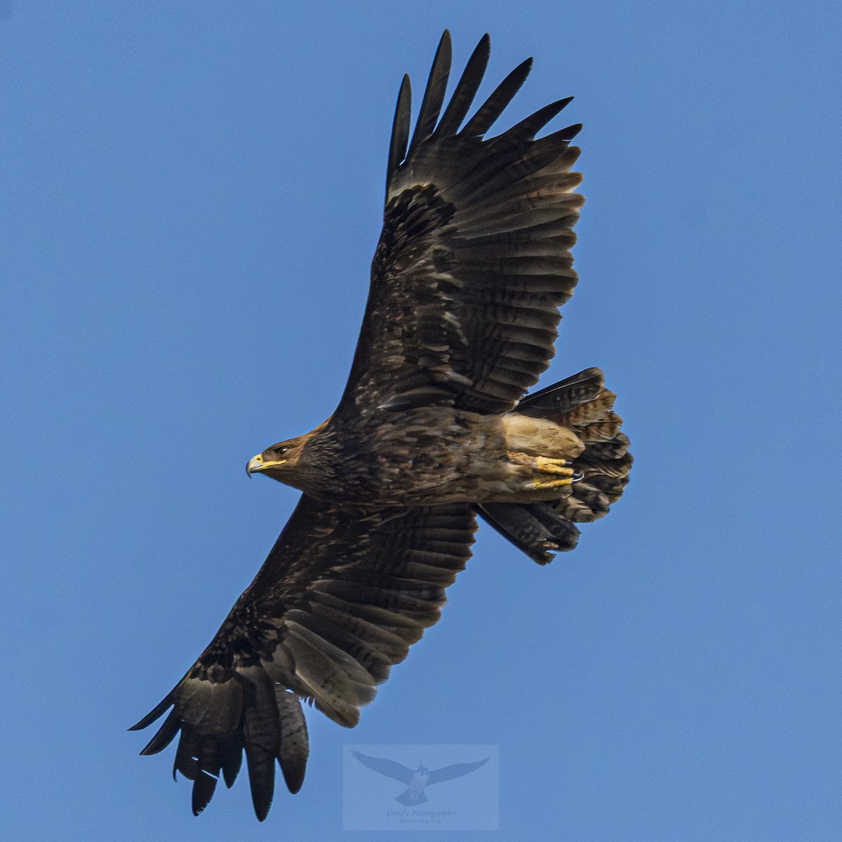 Greater Spotted Eagle - Debojyoti Chakraborty