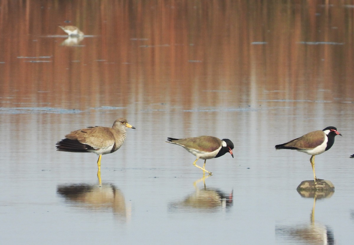 Hegabera burugrisa - ML649395145