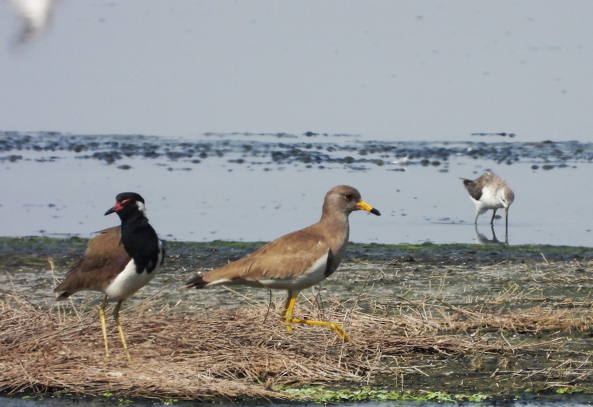 Hegabera burugrisa - ML649395147