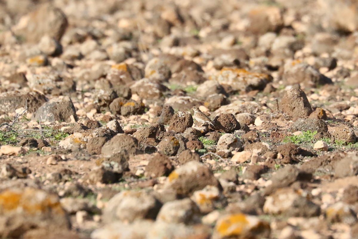 Жайворонок сірий - ML649395254