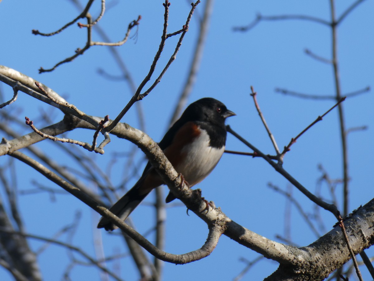 Eastern Towhee - ML649395322