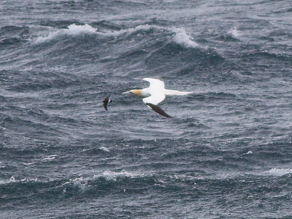 European Storm-Petrel (British) - ML649395370