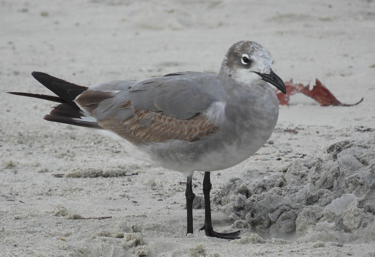 Gabbiano sghignazzante - ML649395477