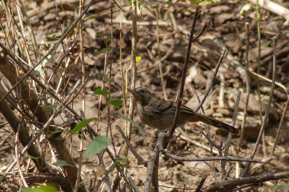 Rufous-chinned Laughingthrush - ML649395566