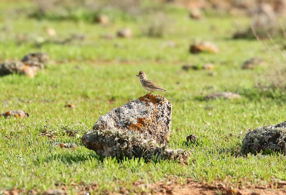 Жайворонок сірий - ML649395579