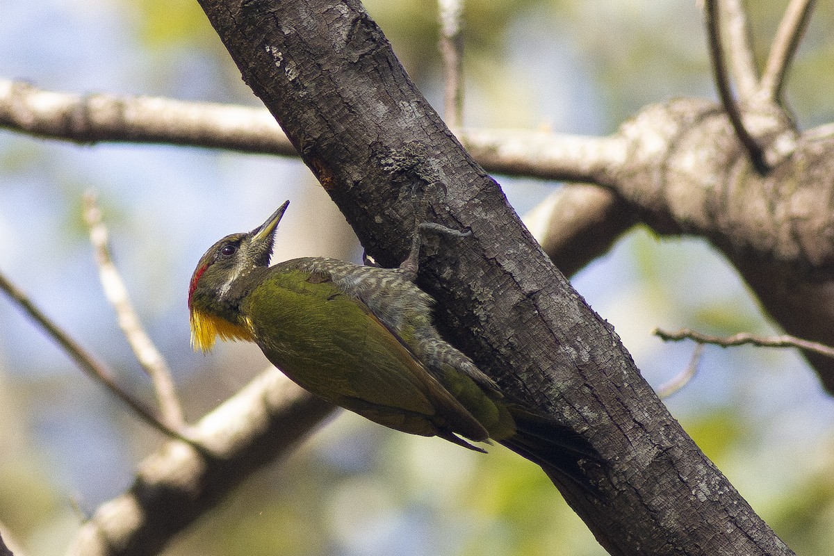 Lesser Yellownape - ML649395706