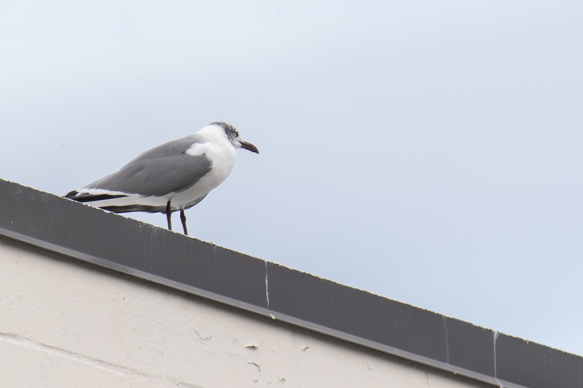 Gabbiano sghignazzante - ML649395729