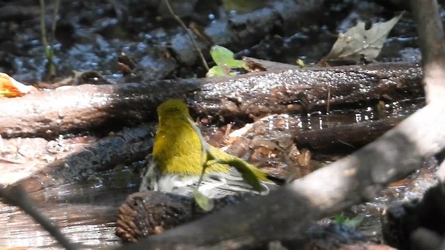 Зелёная древесница - ML649395740