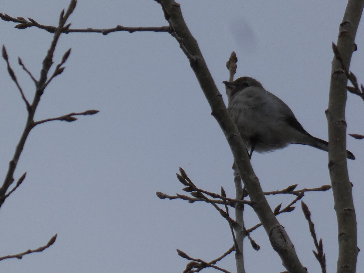 Northern Shrike - ML649395825