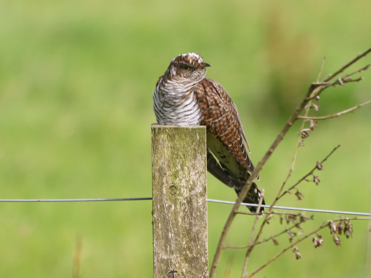 Common Cuckoo - ML649395848