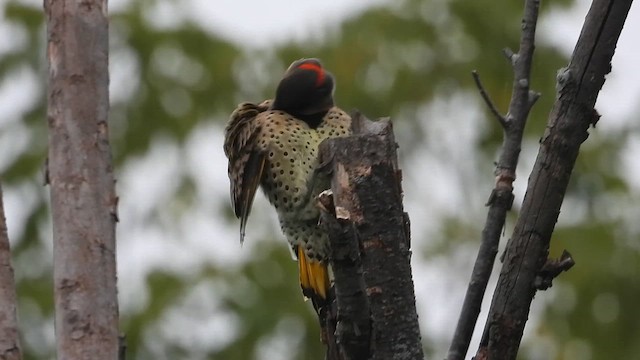 Шилоклювый дятел - ML649395924